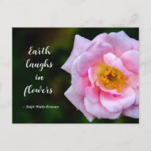 Roze Bloem met Dauw druppels Natuurfoto