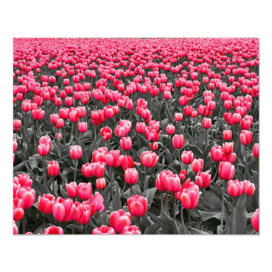 Roze Bloem Minimalistische Selectieve Kleur Foto Afdruk (Voorkant)