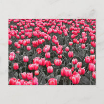 Roze Bloem Minimalistische Selectieve Kleur Fotoku