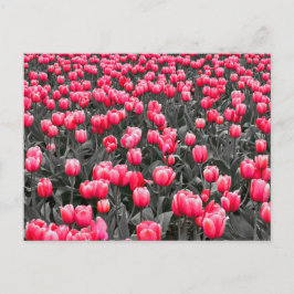 Roze Bloem Minimalistische Selectieve Kleur Fotoku Briefkaart