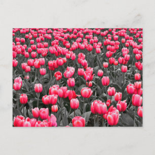 Roze Bloem Minimalistische Selectieve Kleur Fotoku Briefkaart