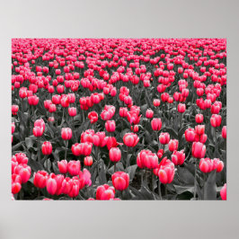 Roze Bloem Minimalistische Selectieve Kleur Fotoku Poster