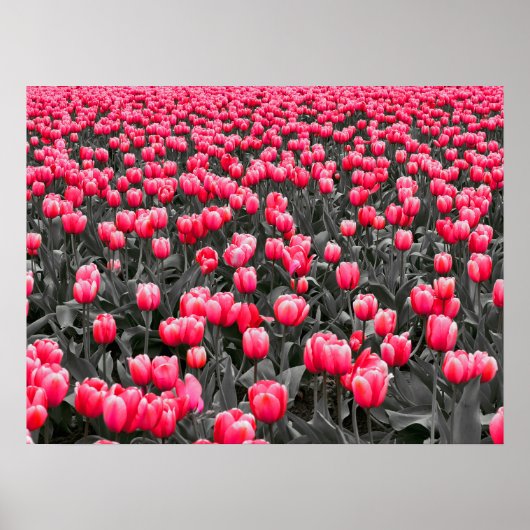 Roze Bloem Minimalistische Selectieve Kleur Fotoku Poster (Voorkant)