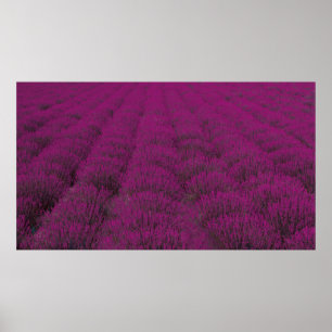 Roze bloem poster