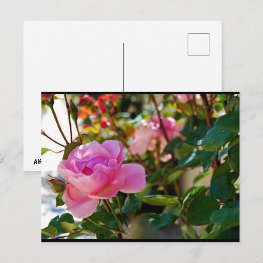 Roze bloem Roos Briefkaart (Voorkant / Achterkant)