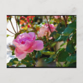 Roze bloem Roos Briefkaart (Voorkant)