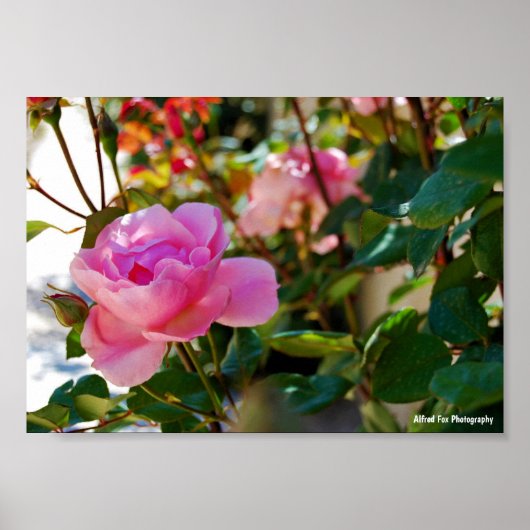 Roze bloem Roos Poster (Voorkant)