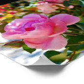 Roze bloem Roos Poster (Hoek)