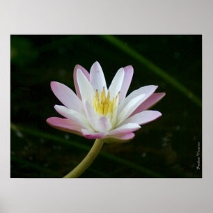 Roze bloem, tot 24 x 18 inch foto poster