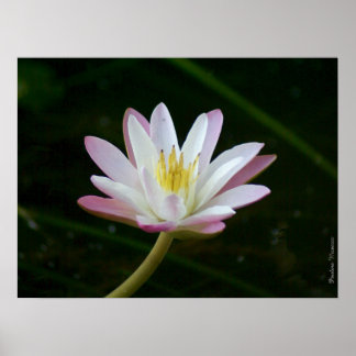 Roze bloem, tot 24 x 18 inch foto poster