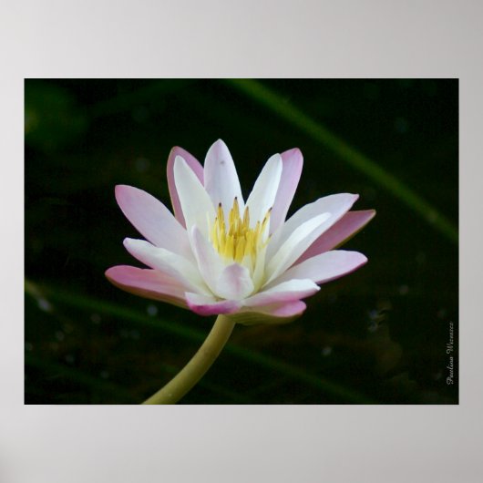 Roze bloem, tot 24 x 18 inch foto poster (Voorkant)