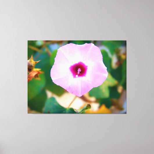 Roze Bloem van de Morgenbloem Canvas Afdruk (Voorkant)