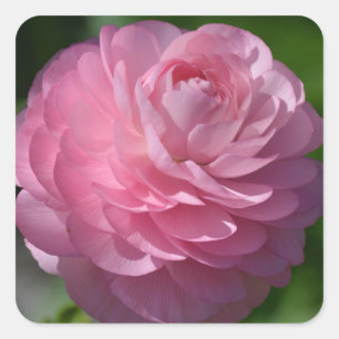 Roze bloem vierkante sticker