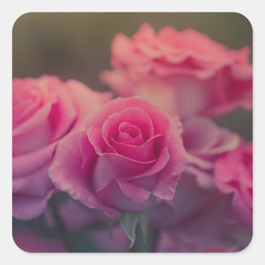 roze bloem zeer dicht vierkante sticker (Voorkant)