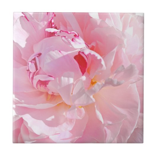 roze bloemblaadjes tegeltje (Voorkant)