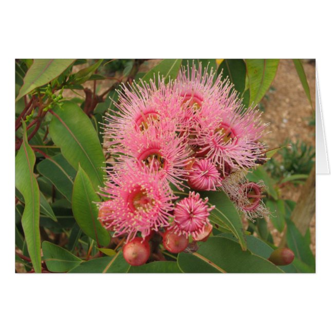 Roze bloemen (Voorkant Horizontaal)