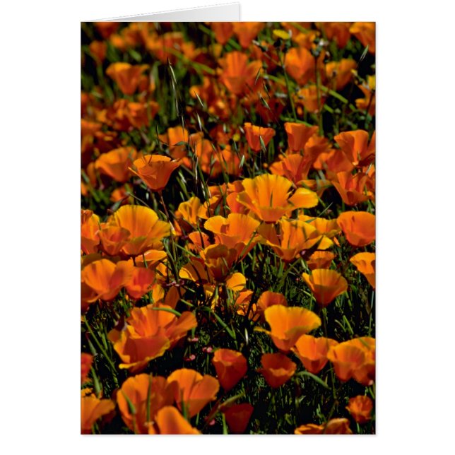 Roze bloemen (Voorkant)