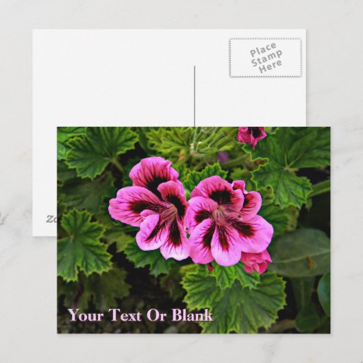 Roze bloemen 1 briefkaart (Voorkant / Achterkant)