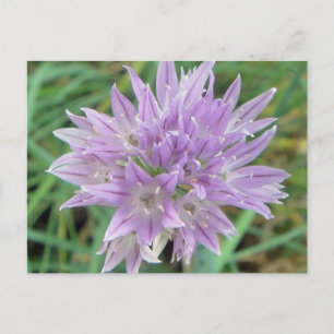 Roze bloemen Allium Schoenoprasum Briefkaart
