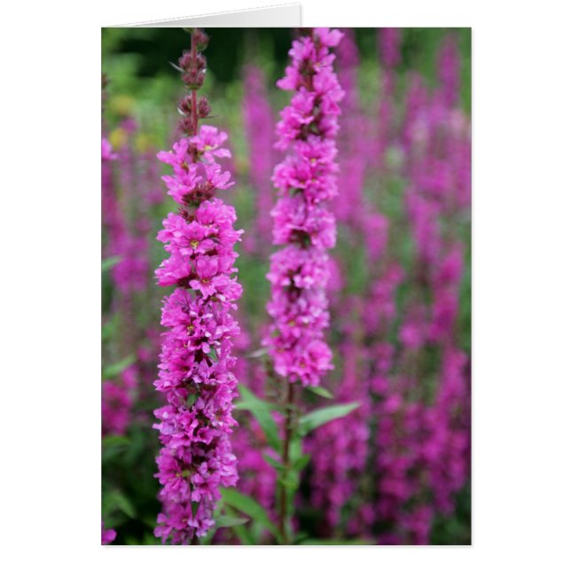 Roze bloemen blanco kaart (Voorkant)