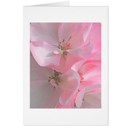 roze bloemen blanco noot (Voorkant)