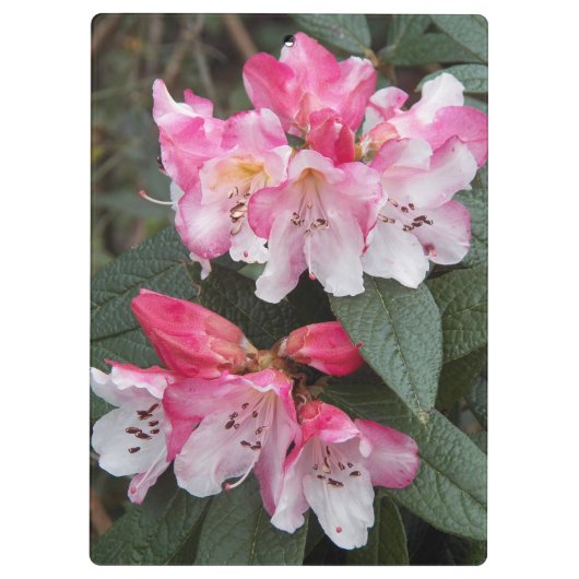 Roze bloemen bloemen klembord (Achterkant)