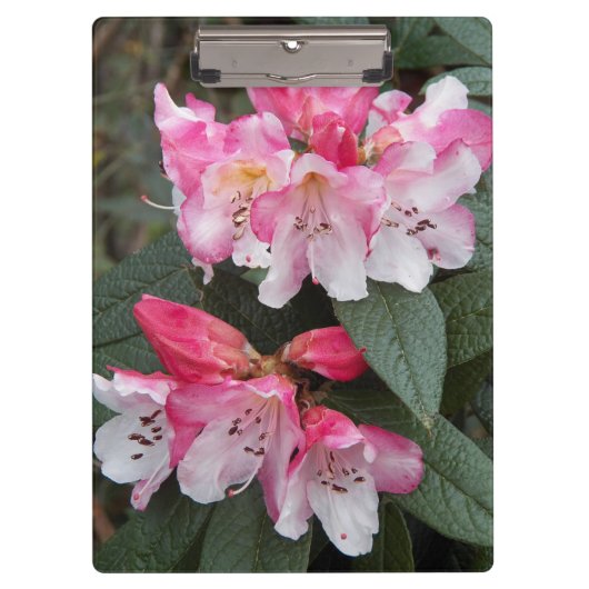 Roze bloemen bloemen klembord (Voorkant)