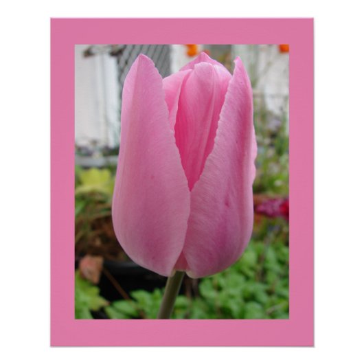 Roze Bloemen Bloemen Tulp Tulpen Tuin Poster (Voorkant)
