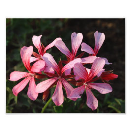 Roze Bloemen Bloesems Fotopapier Print Foto Afdruk