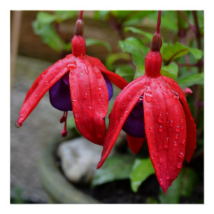 Roze Bloemen Bloesems Love Destiny Shower Poster
