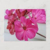 Roze bloemen briefkaart (Voorkant)