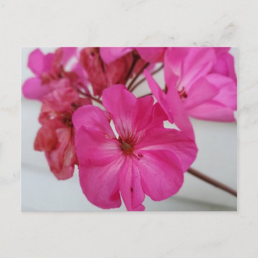 Roze bloemen briefkaart (Voorkant)
