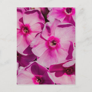 Roze bloemen briefkaart