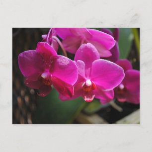 Roze bloemen briefkaart