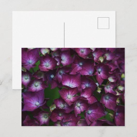 Roze bloemen briefkaart (Voorkant / Achterkant)