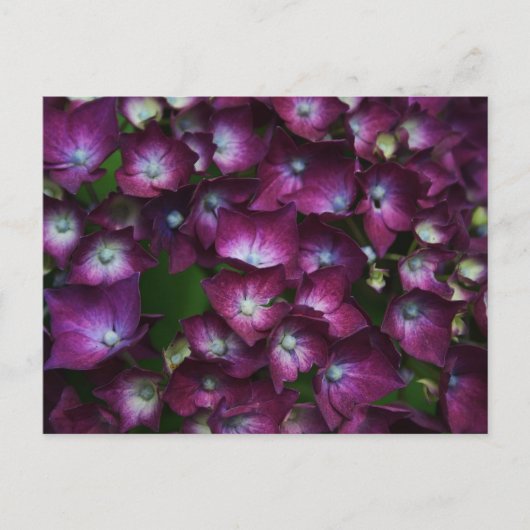 Roze bloemen briefkaart (Voorkant)