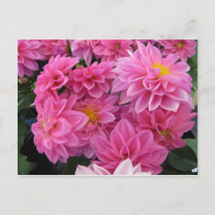 Roze bloemen briefkaart