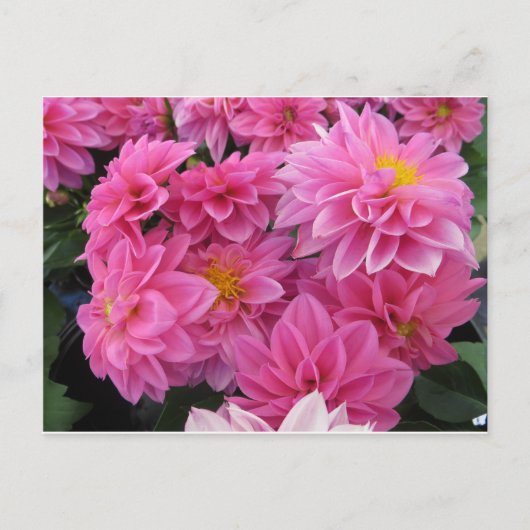 Roze bloemen briefkaart (Voorkant)