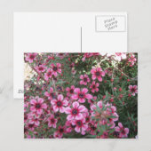 Roze bloemen briefkaart (Voorkant / Achterkant)