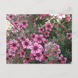 Roze bloemen briefkaart