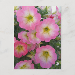 Roze bloemen briefkaart