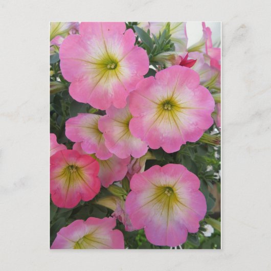 Roze bloemen briefkaart (Voorkant)