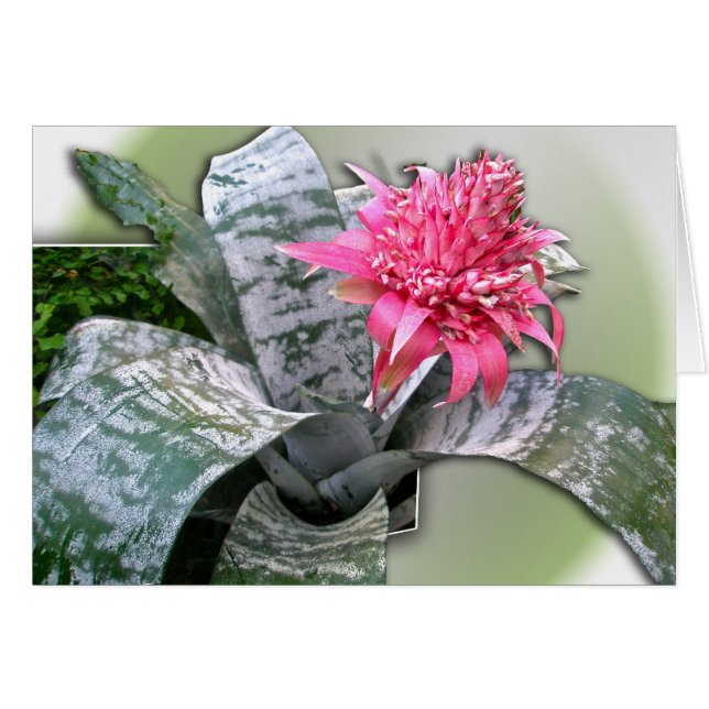 Roze bloemen Bromeliad (Voorkant Horizontaal)