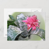Roze bloemen Bromeliad Briefkaart (Voorkant / Achterkant)