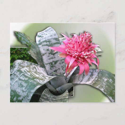 Roze bloemen Bromeliad Briefkaart (Voorkant)