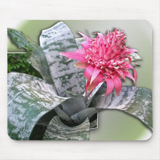 Roze bloemen Bromeliad Muismat (Voorkant)