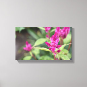 Roze bloemen Celosia Garden Natuur Fotografie Canvas Afdruk
