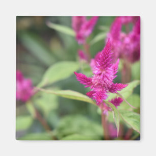 Roze bloemen Celosia Garden Natuur Fotografie Magneet