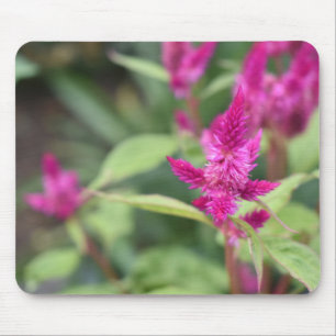 Roze bloemen Celosia Garden Natuur Fotografie Muismat