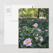 roze bloemen Central Park NYC Spring Foto Briefkaart (Voorkant / Achterkant)